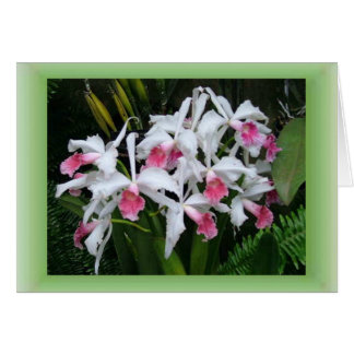 Orchids