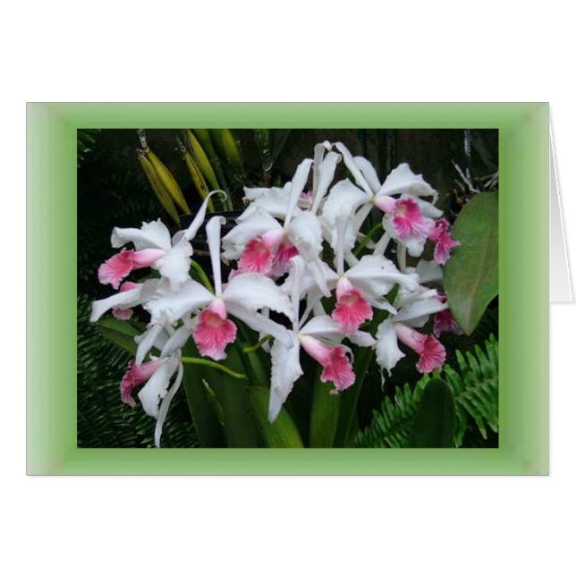 Orchids (Front Horizontal)