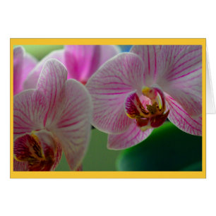 Orchids