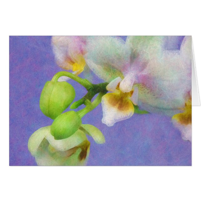 Orchids (Front Horizontal)