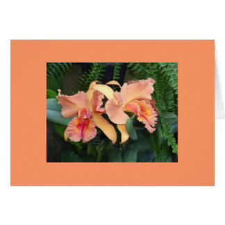 Orchids