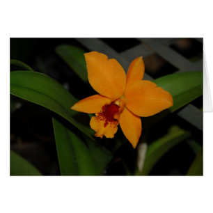 Orchids