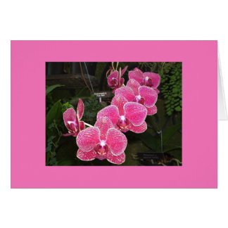 Orchids
