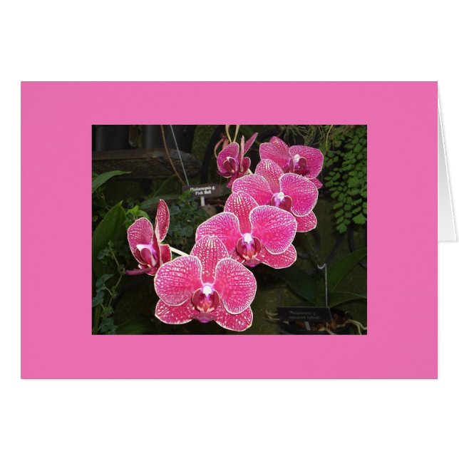 Orchids (Front Horizontal)