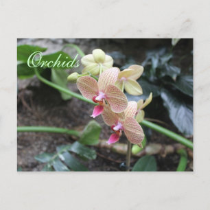Orchids # 20 postcard