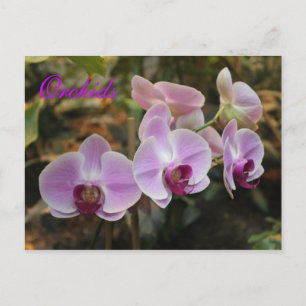Orchids # 21 postcard