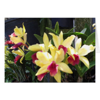 Orchids 22