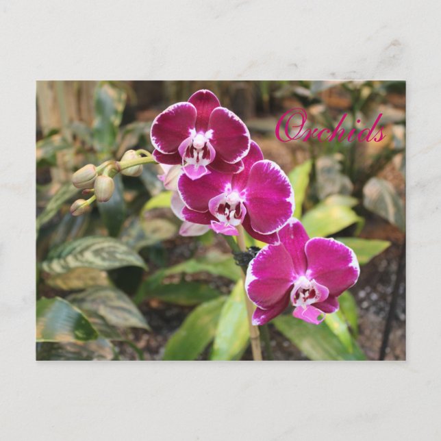 Orchids # 23 postcard (Front)