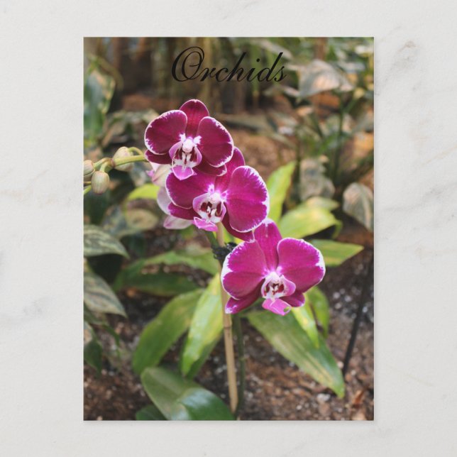 Orchids # 26 postcard (Front)