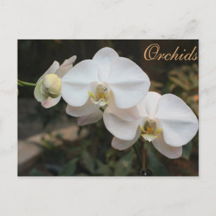 Orchids # 5 postcard
