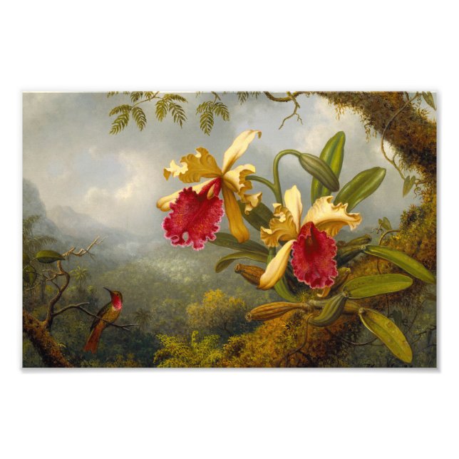 Orchids and Hummingbird Heade Photo Print (Front)