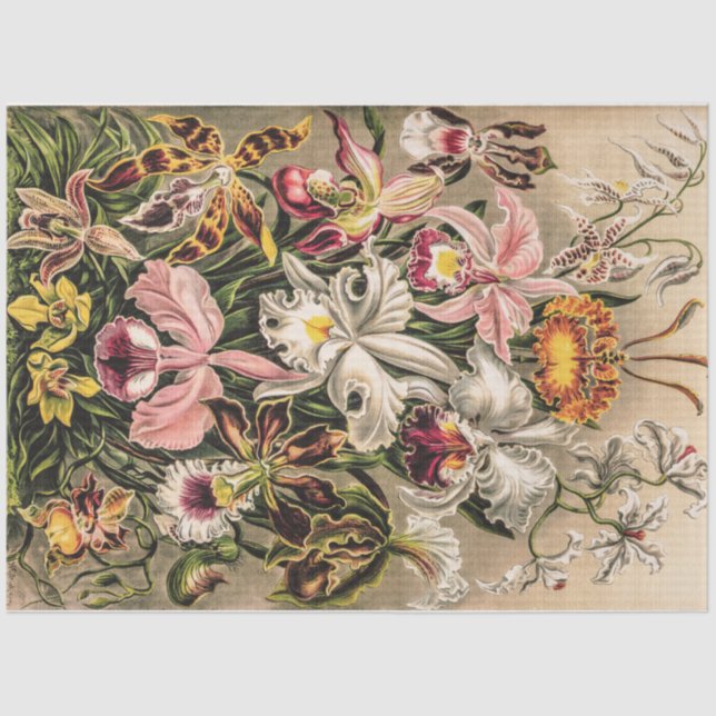 Orchids by Ernst Haeckel Tissue Paper (Front)