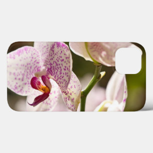 Orchids by Shirley Taylor iPhone 13 Case