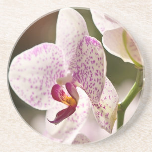 Orchids by Shirley Taylor Coaster