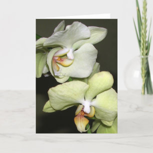 Orchids Card