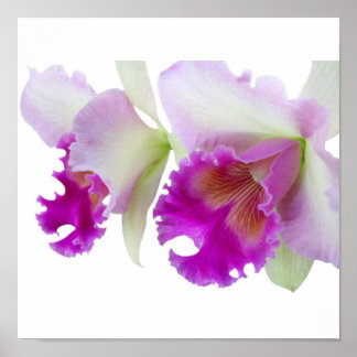 Orchids (Cattleya) Poster