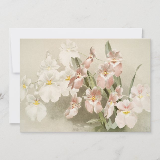 Orchids Flower Vintage Old Illustration Card (Front)