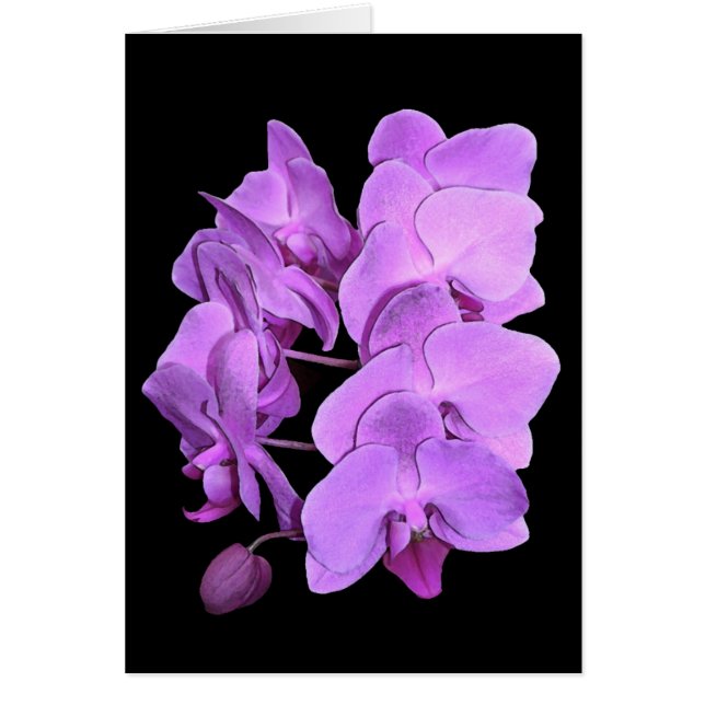 orchids (fresco style) (Front)