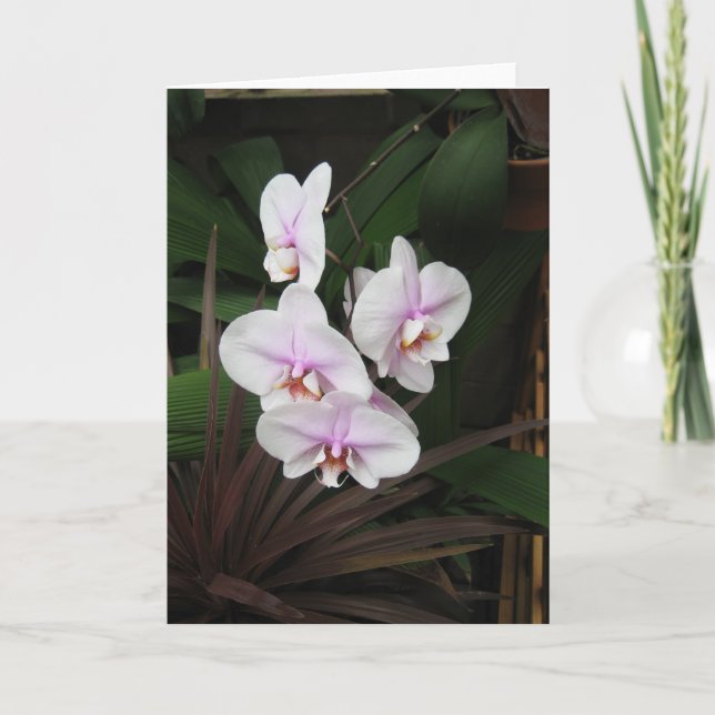 Orchids Greeting Card (Front)
