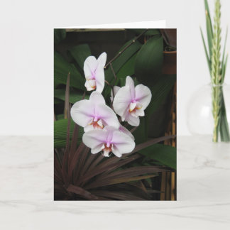 Orchids Greeting Card