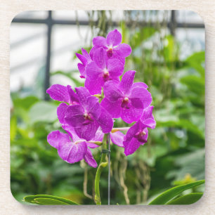 Orchids hard plastic coasters