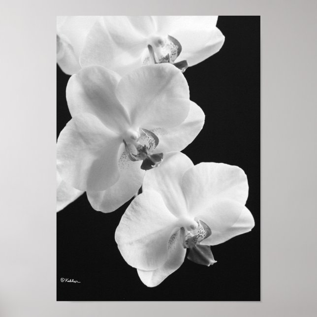 Orchids in Black and White Poster, 24X33.6 Poster (Front)
