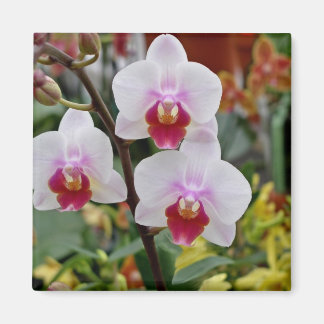 Orchids Magnet