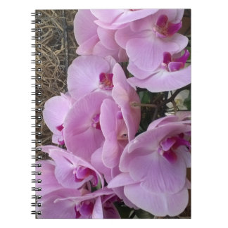 Orchids Notebook