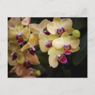 Orchids of pink and yellow postcard