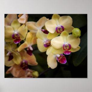 Orchids of pink and yellow poster