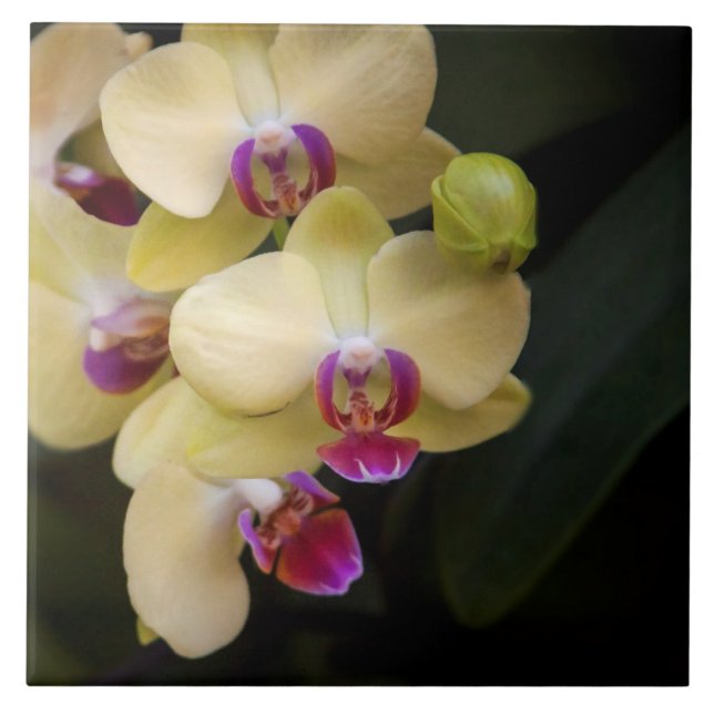 Orchids of pink and yellow tile (Front)
