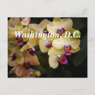 Orchids of pink and yellow, Washington, D.C. Postcard