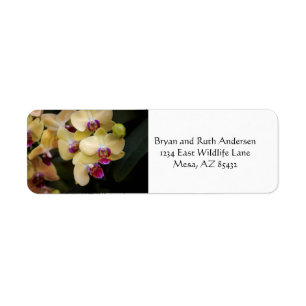 Orchids of yellow and pink