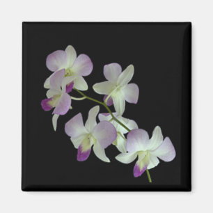 Orchids on Black Magnet