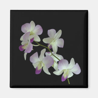 Orchids on Black Magnet