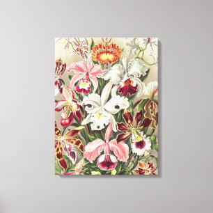 Orchids, Orchideae Denusblumen by Ernst Haeckel Canvas Print