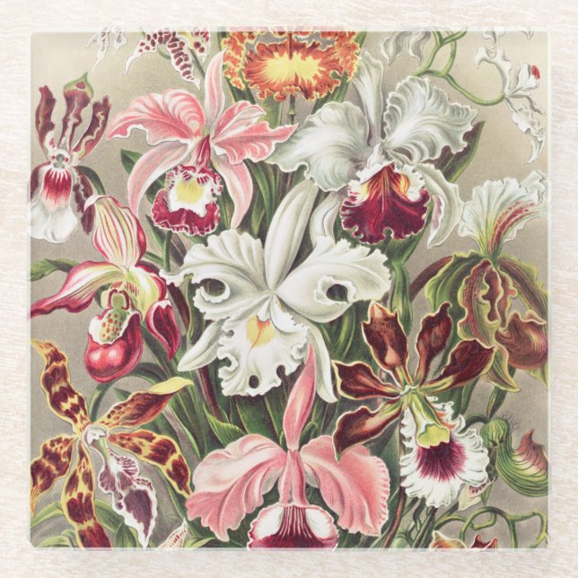 Orchids, Orchideae Denusblumen by Ernst Haeckel Glass Coaster (Front)
