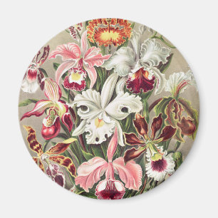 Orchids, Orchideae Denusblumen by Ernst Haeckel Magnet