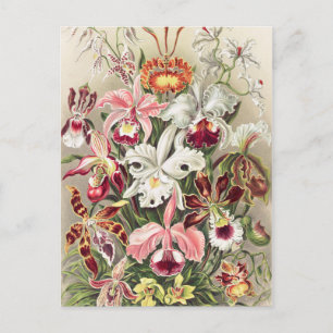 Orchids, Orchideae Denusblumen by Ernst Haeckel Postcard