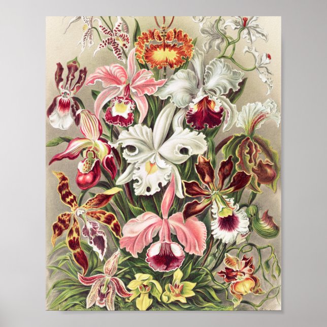 Orchids, Orchideae Denusblumen by Ernst Haeckel Poster (Front)
