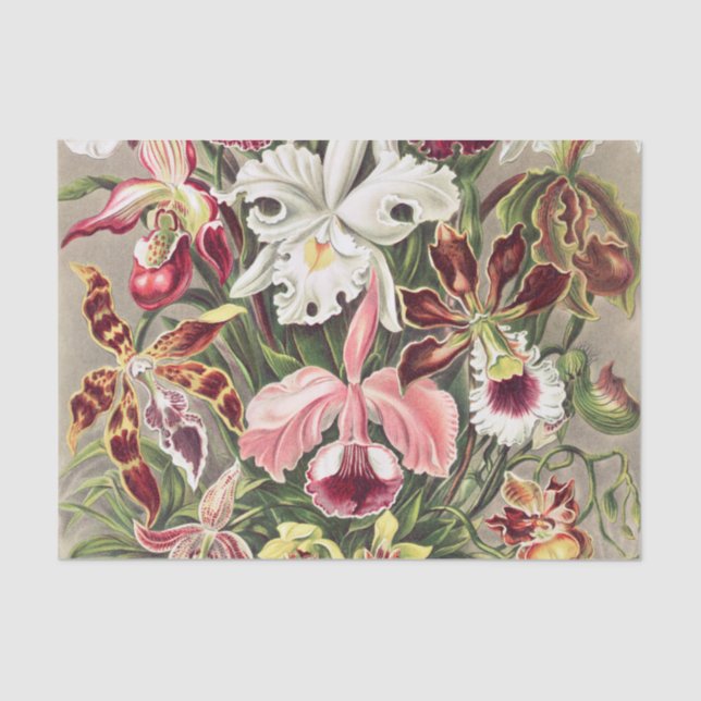Orchids, Orchideae Denusblumen by Ernst Haeckel Tissue Paper (Front)