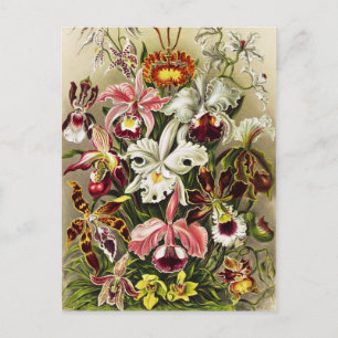 Orchids, Orchideae Denusblumen Ernst Haeckel Postcard