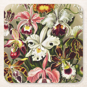 Orchids, Orchideae Denusblumen Ernst Haeckel Square Paper Coaster