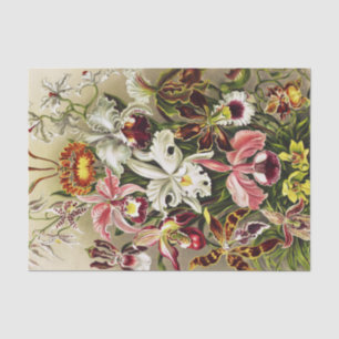 Orchids, Orchideae Denusblumen Ernst Haeckel Tissue Paper