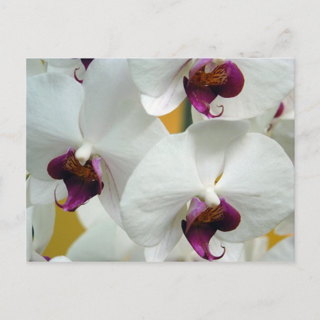Orchids Postcard (Front)