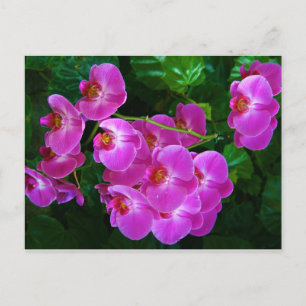Orchids Postcard
