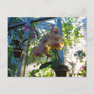 Orchids Postcard