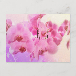 orchids. postcard