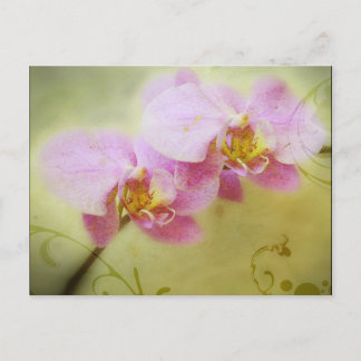 Orchids Postcard