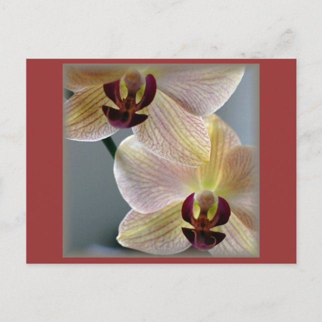 Orchids Postcard (Front)